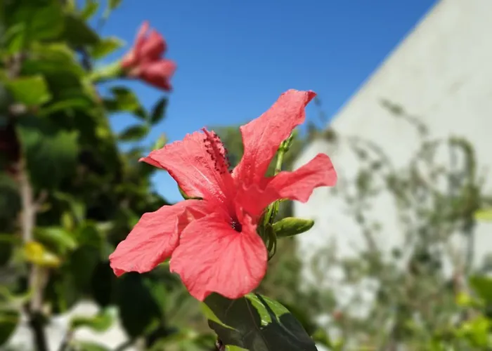 Βίλα Ktima Bird Paradise