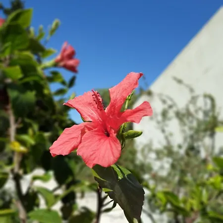 Βίλα Ktima Bird Paradise